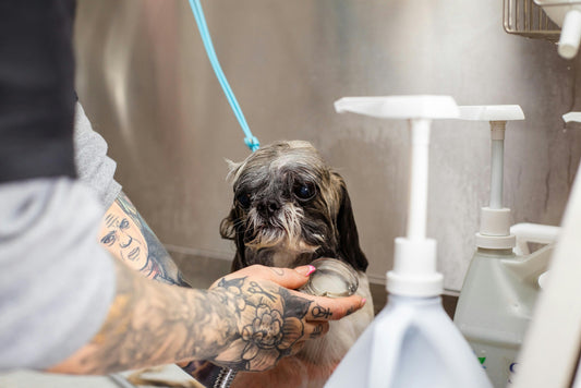 The Definitive Guide to Dog Deshedding Shampoos