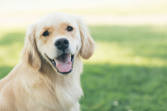 Best smelling dog shampoo