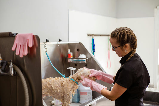 Suds and Success: Choosing the Right Professional Dog Shampoo