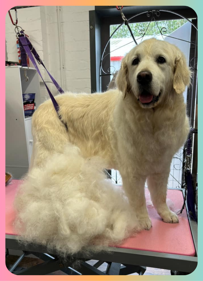 Dog shedding - dog deshedding shampoo